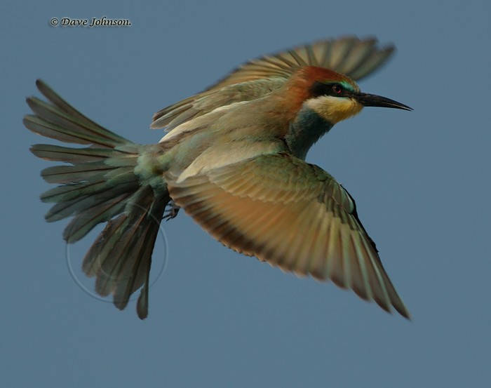 Bee-eater