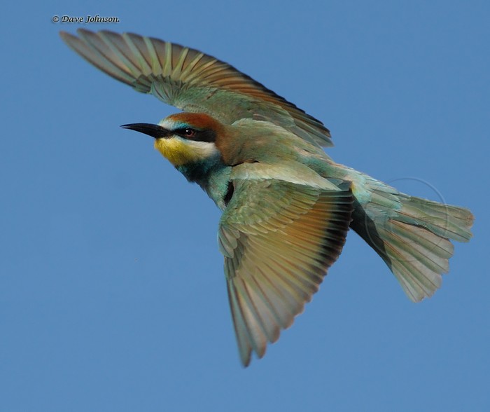 Bee-eater