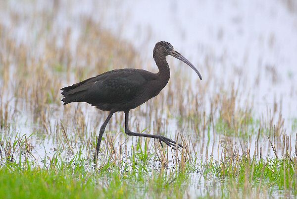 Glossy Ibis