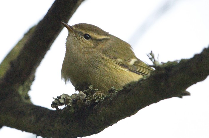 Hume's Yellow-browed Warbler
