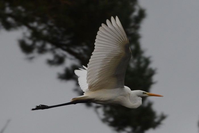 Great White Egret