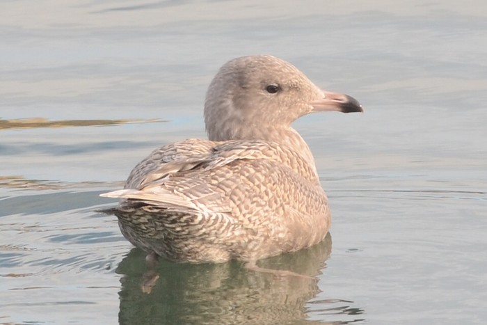 Glaucous Gull