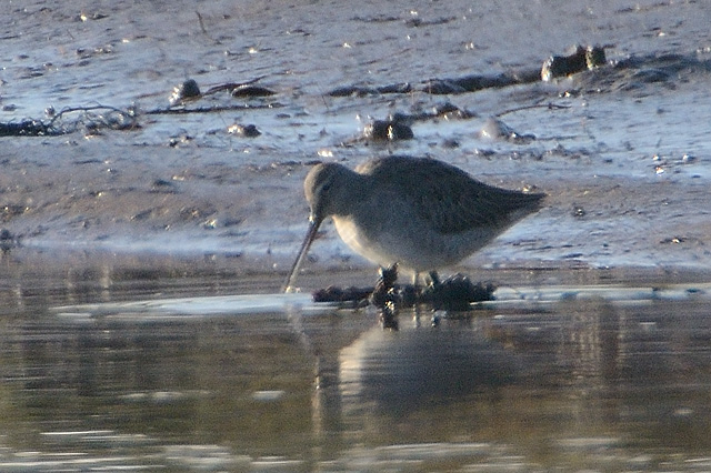Long-billed Dowitcher