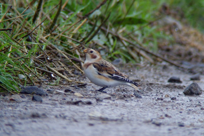 Snow Bunting