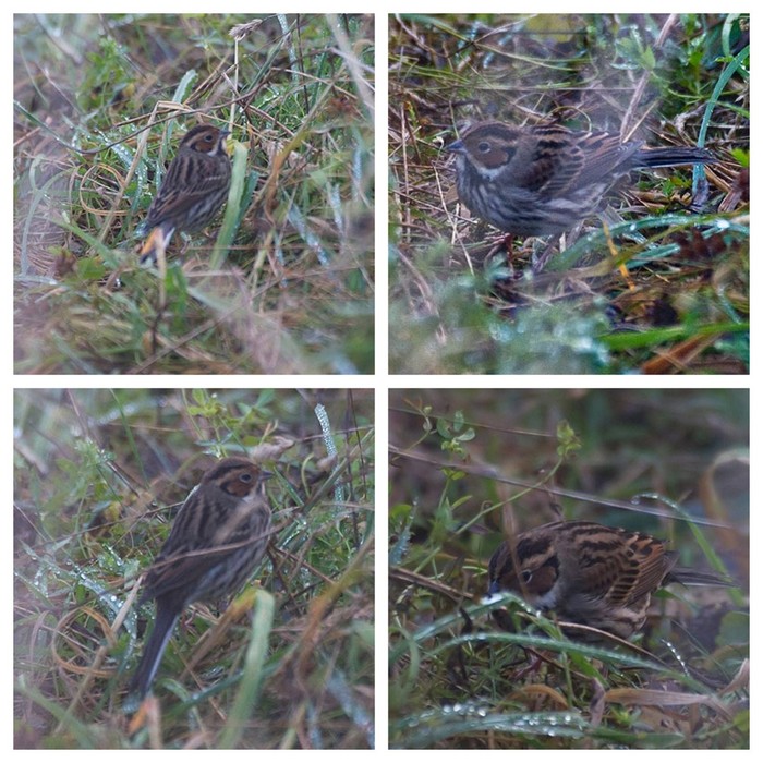 Little Bunting