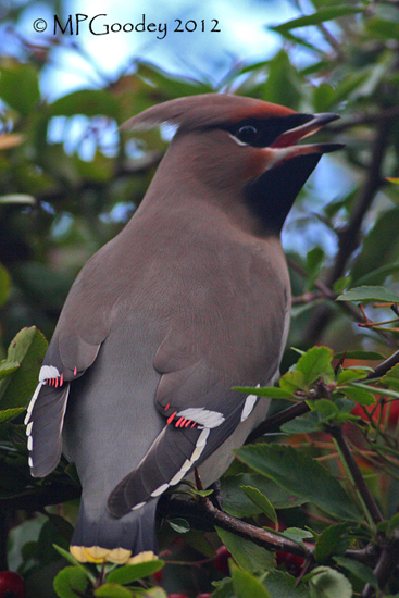 Waxwing