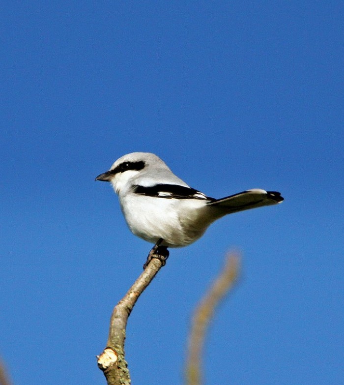 Great Grey Shrike