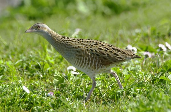 Corncrake