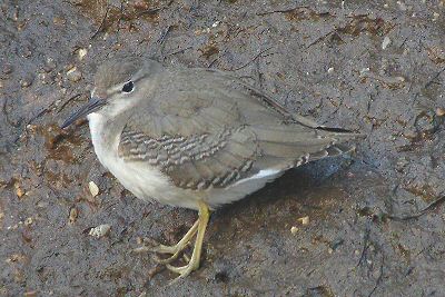 Spotted Sandpiper