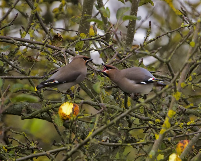 Waxwing