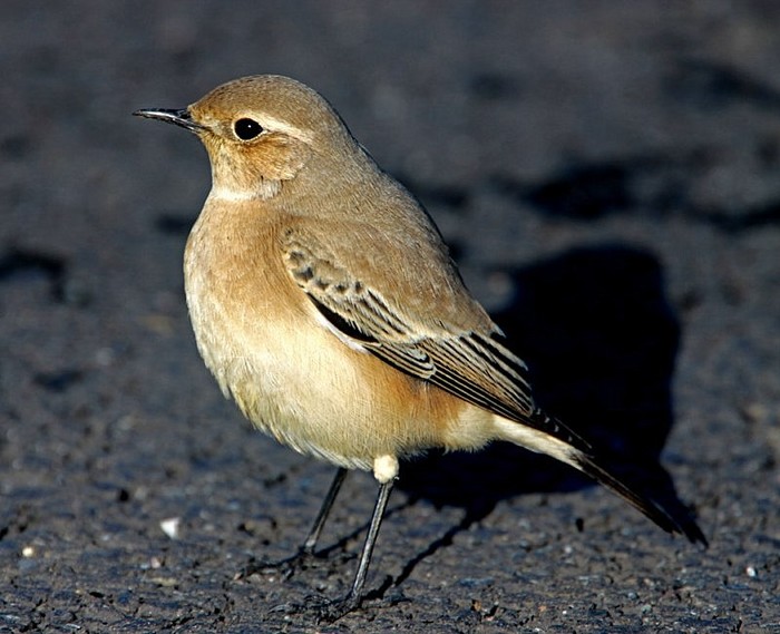 Desert Wheatear