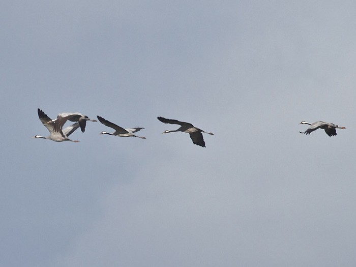 Common Crane