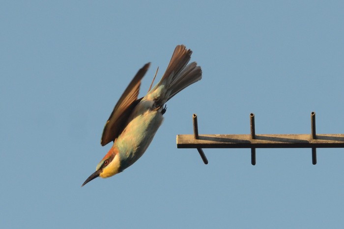 Bee-eater