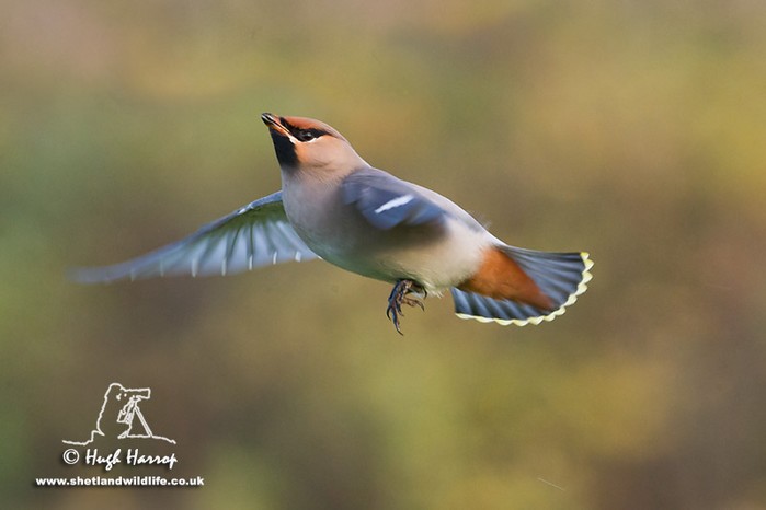 Waxwing