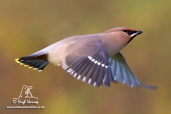 Waxwing