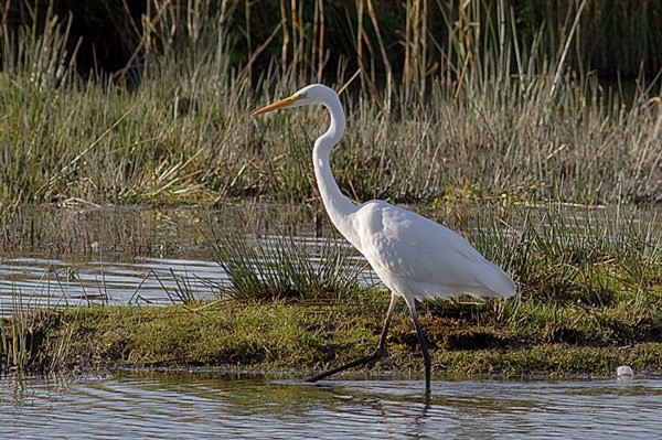 Great White Egret