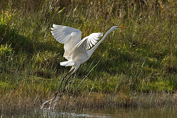 Great White Egret