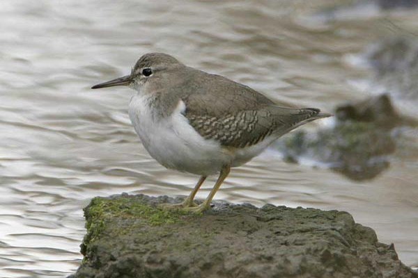 Spotted Sandpiper
