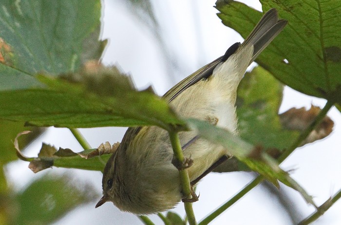 Hume's Yellow-browed Warbler