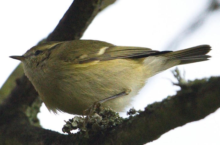 Hume's Yellow-browed Warbler