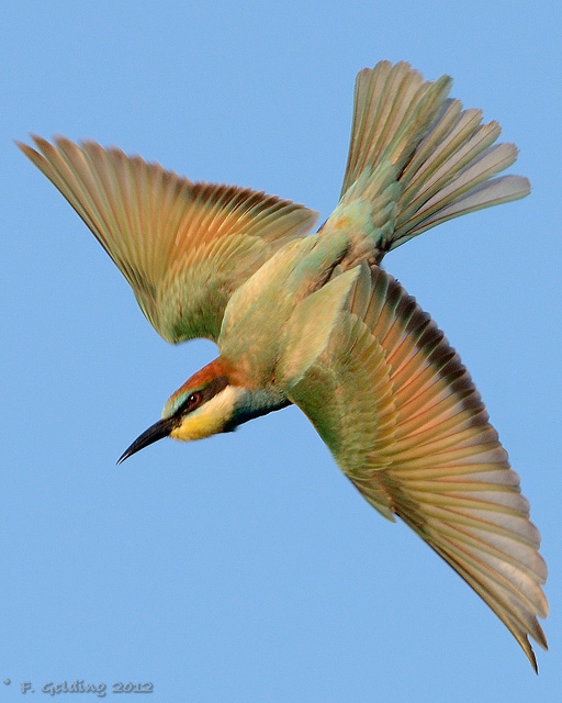 Bee-eater
