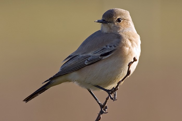 Desert Wheatear