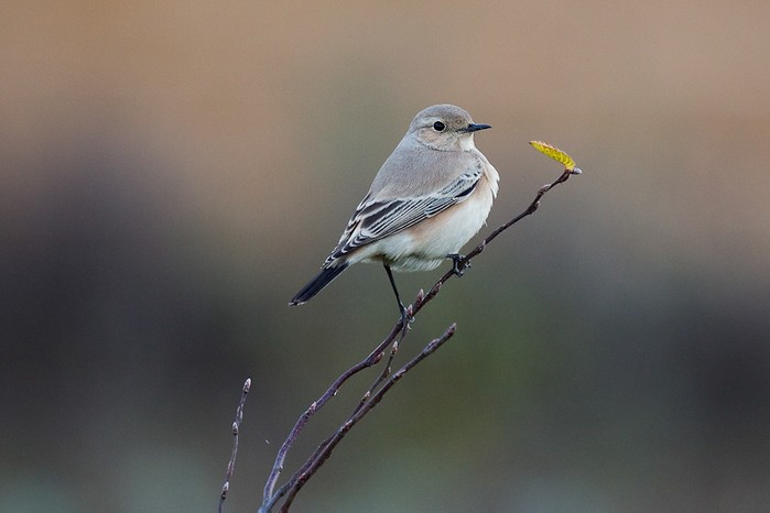 Desert Wheatear