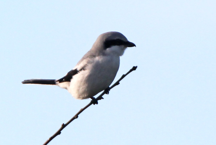 Great Grey Shrike