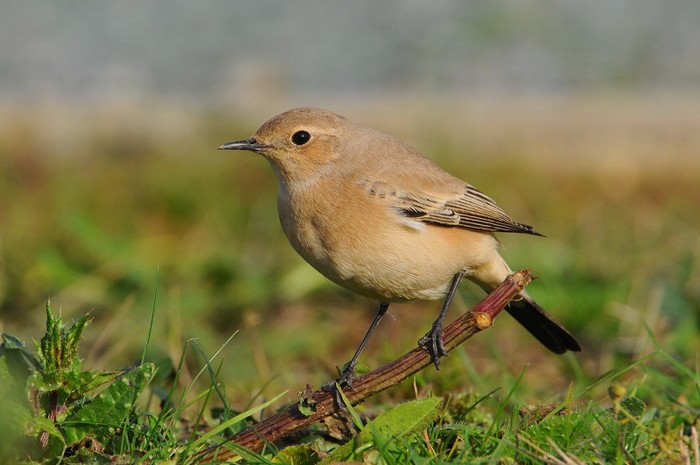Desert Wheatear