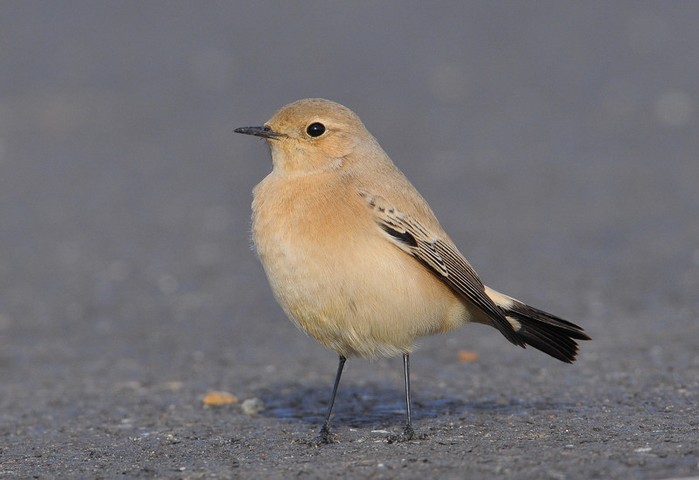 Desert Wheatear