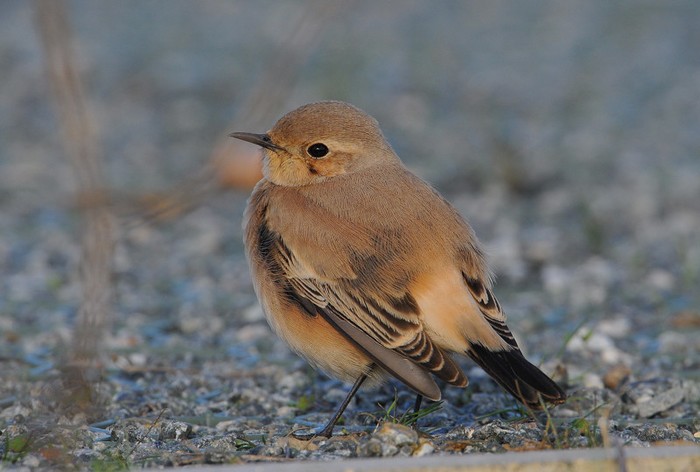 Desert Wheatear
