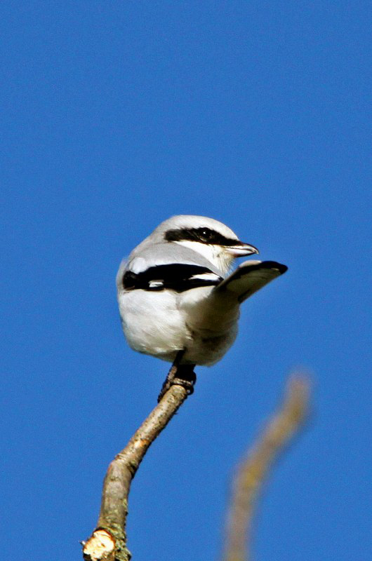 Great Grey Shrike
