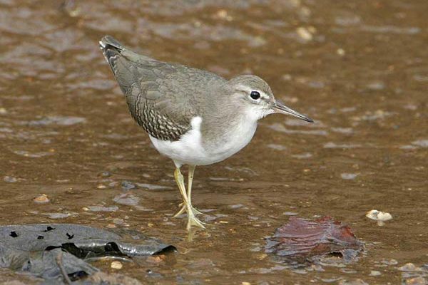 Spotted Sandpiper