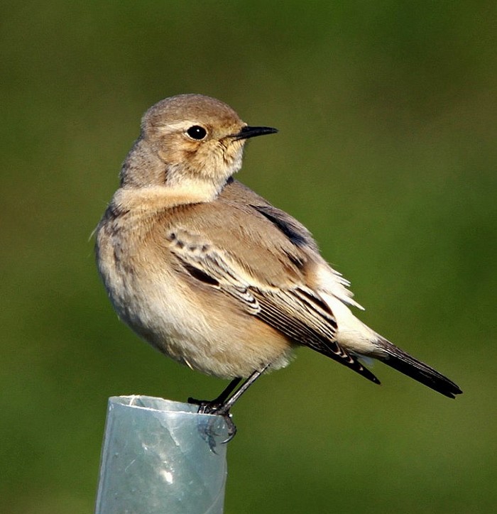 Desert Wheatear