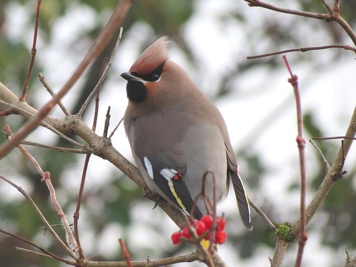 Waxwing