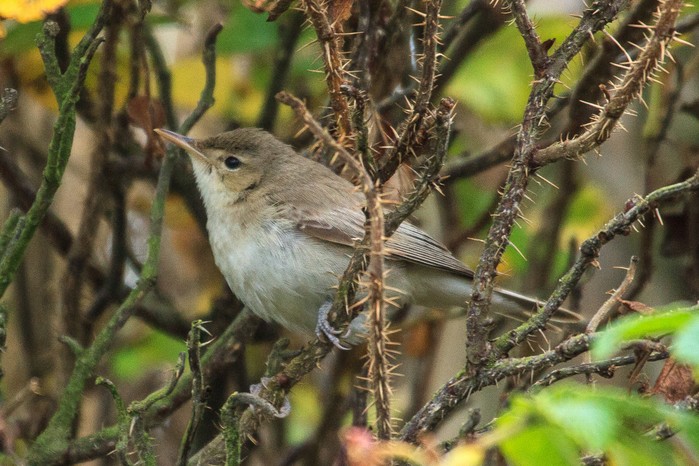 Eastern Olivaceous Warbler