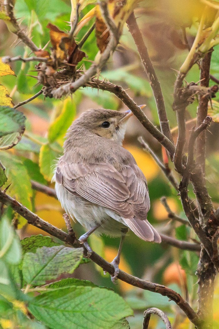 Eastern Olivaceous Warbler