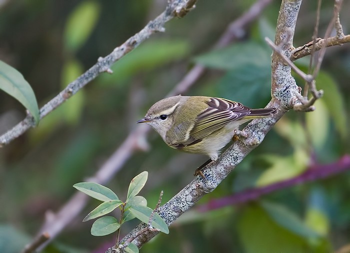 Hume's Yellow-browed Warbler
