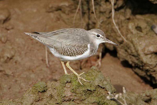Spotted Sandpiper