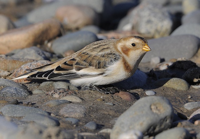Snow Bunting