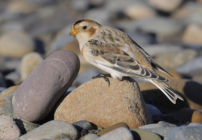 Snow Bunting