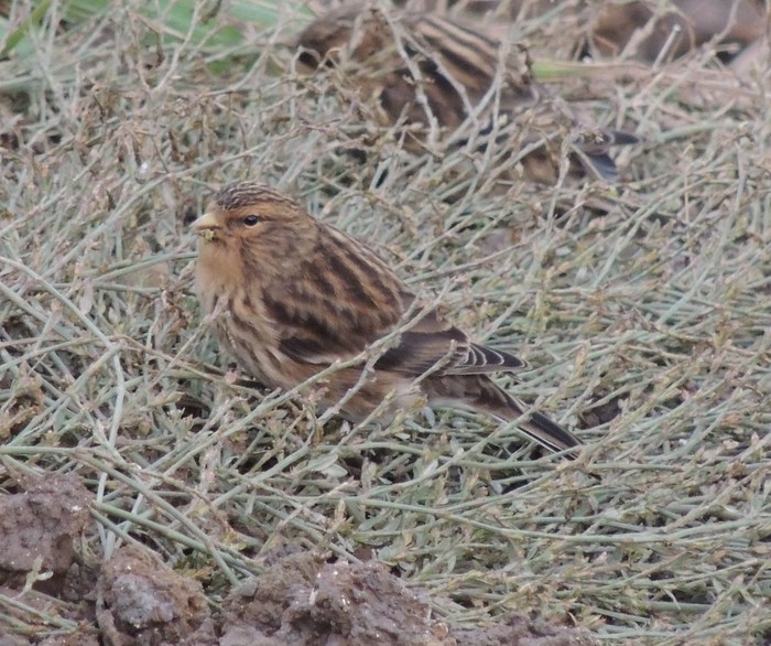 Twite