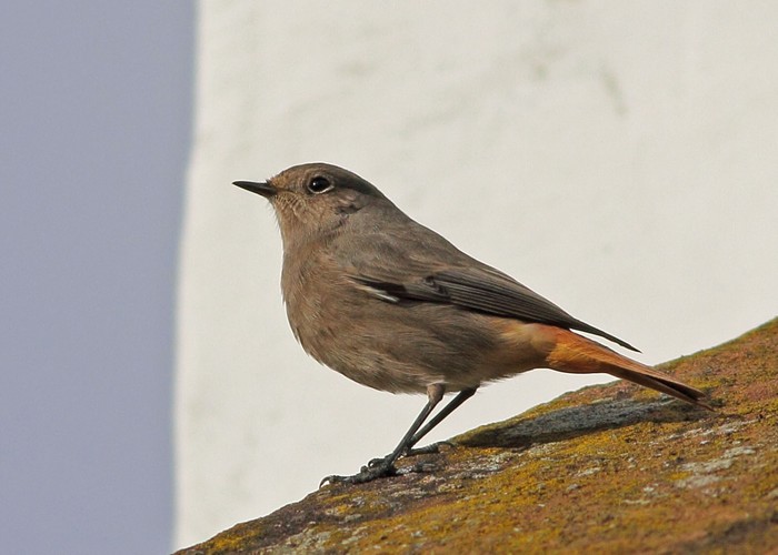 Black Redstart