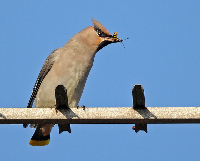 Waxwing