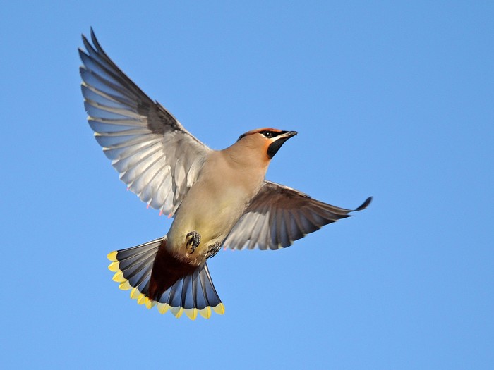 Waxwing
