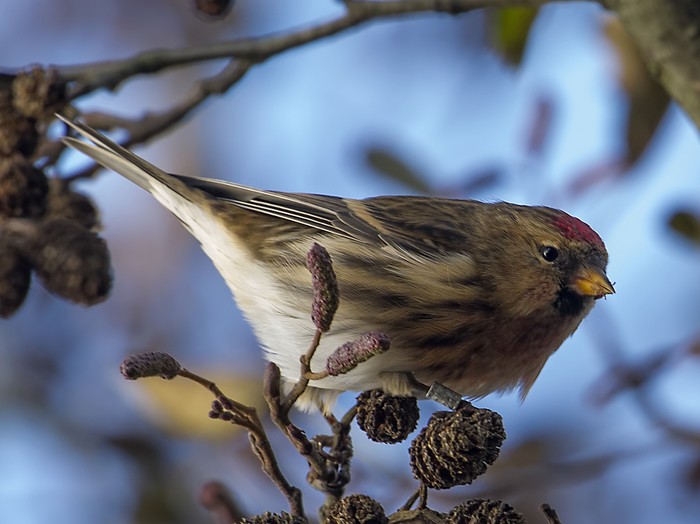 Lesser Redpoll