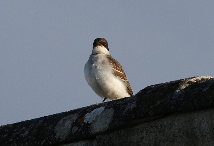 Eastern Kingbird