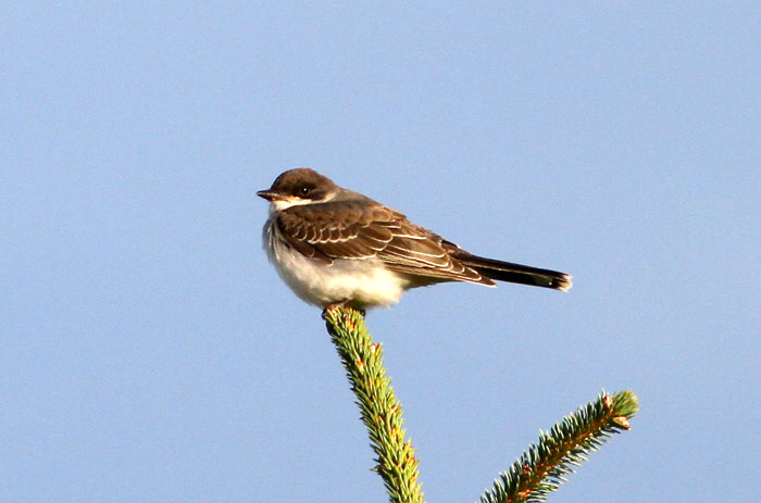 Eastern Kingbird