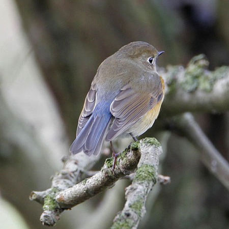 Red-flanked Bluetail
