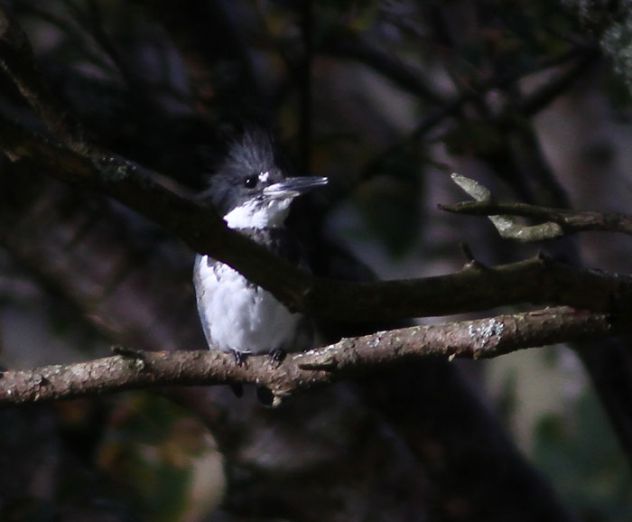 Belted Kingfisher